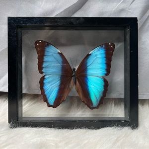 Framed Morpho Deidamia Butterfly Wall Decor